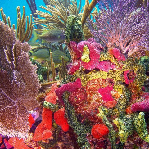 a close up of a flower garden