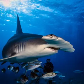 a fish swimming under water