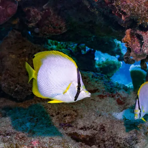 a group of fish in the water