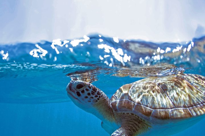 a turtle swimming in the sea
