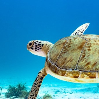 a turtle swimming under water