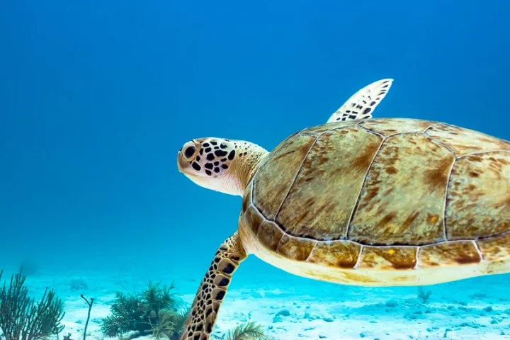 a turtle swimming under water