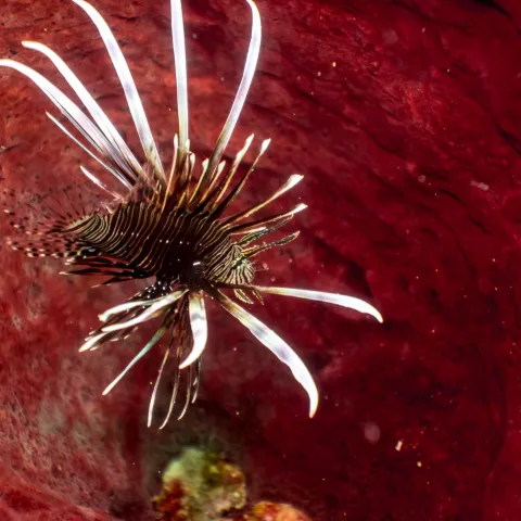 a close up of an animal