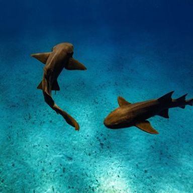 a fish swimming under water