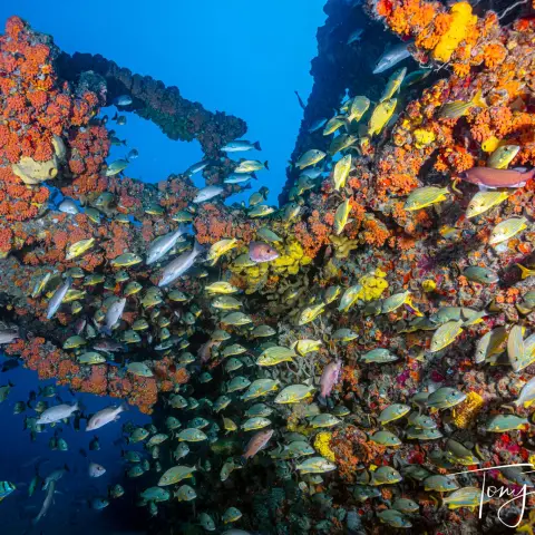 a close up of a tree